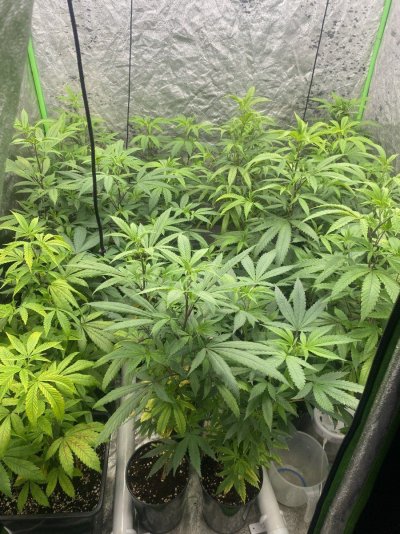 my-plants-are-unhappyplease-help-5.jpeg