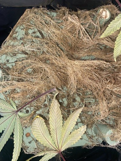 Effects of Extreme Bio Bennie and neglect on Hydroponic Roots and Reservoirs...