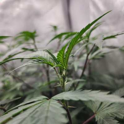 Tumble stumbles upon a Spider Farmer clip on fan.. Growing Blue Cheese, North Thunderfuck, Cali Blues, and Bruce Banner #2