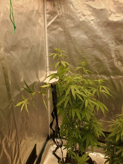 Plant getting to tall 😮😮 Need Help