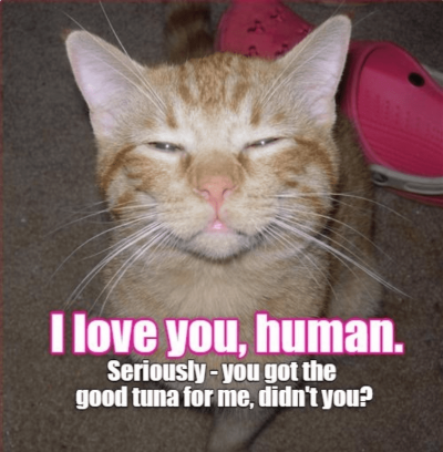 Screenshot 2025-02-05 at 04-47-37 I Can Has Cheezburger - Page 3 - Funny Animals Online - Chee...png
