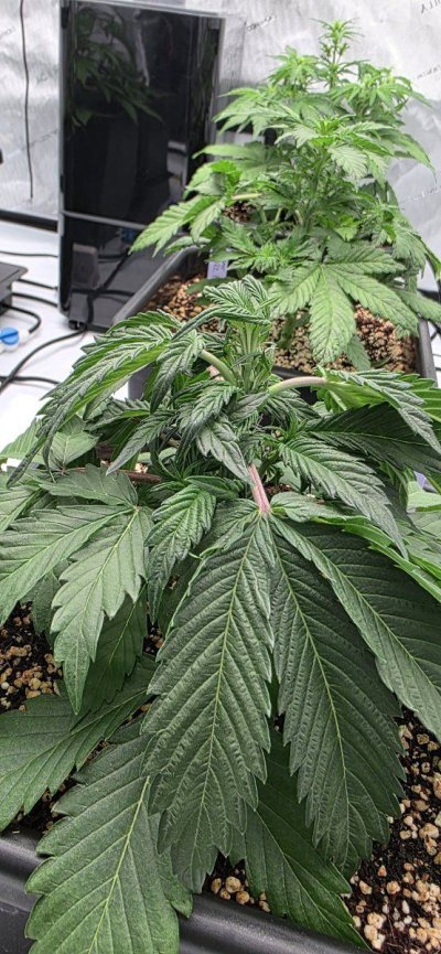 Perpetual, permanent, perennial grow diary... 🙃