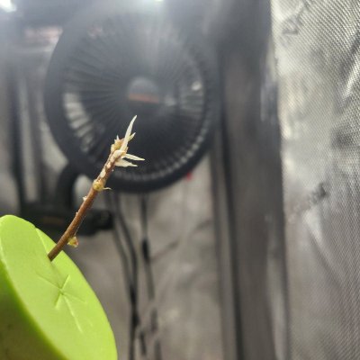 Tumble stumbles upon a Spider Farmer clip on fan.. Growing Blue Cheese, North Thunderfuck, Cali Blues, and Bruce Banner #2