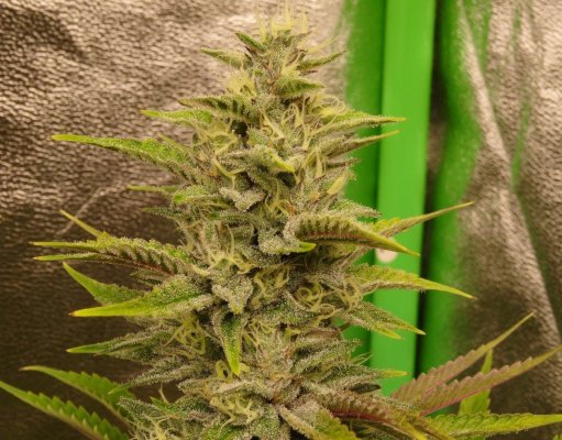 THE TRAINWRECK. Brought to you by thcfarrmer…..