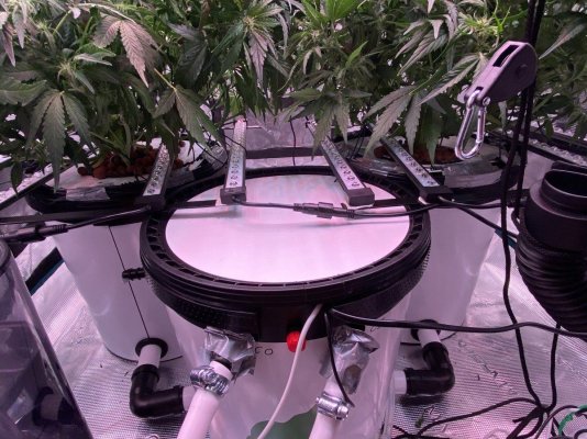 One_bell's first grow (F1 Epsilon auto, RDWC)