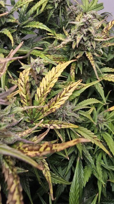 First grow - late flower - not sure what's suddenly happening?!