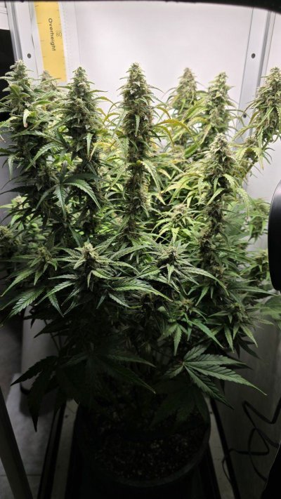 First grow - late flower - not sure what's suddenly happening?!