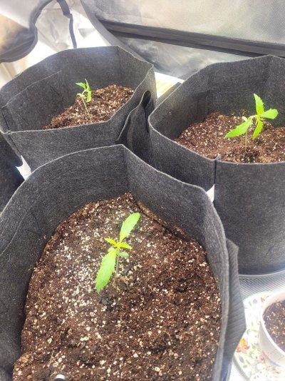 My seedlings have fainted in the night?