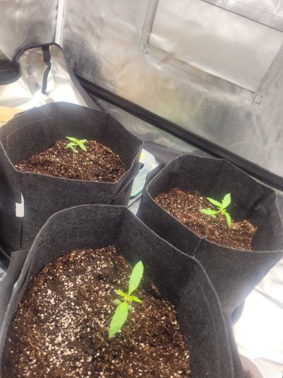 My seedlings have fainted in the night?