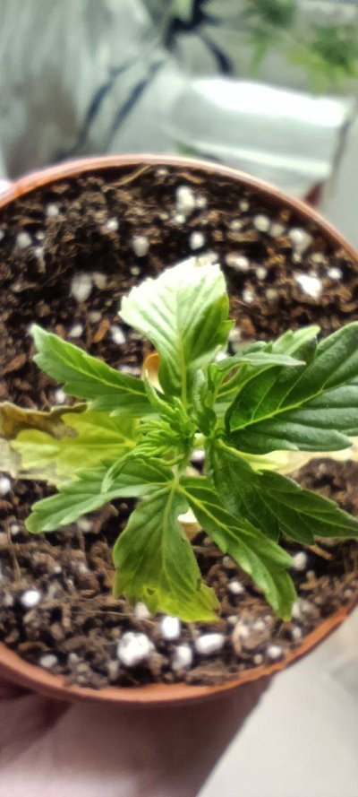 Persistent seedling issues, losing the will :(
