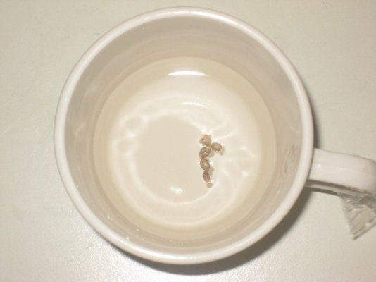 kushplant in water.JPG