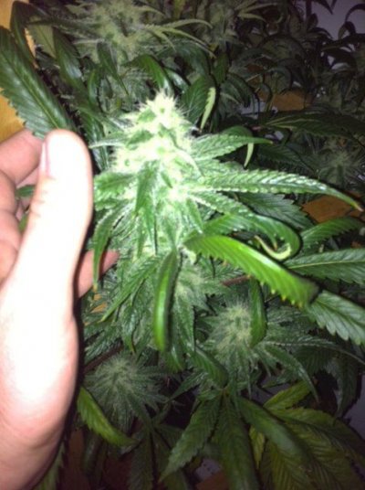 bud.JPG