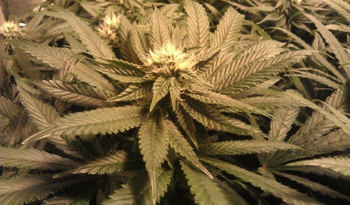 Day25 Nov12 Bud1.jpg