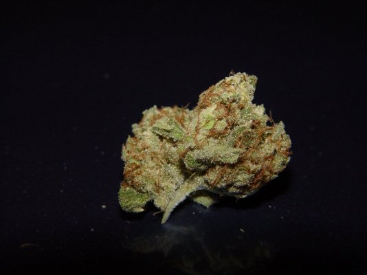 Sour OG R2 (1)resized.JPG