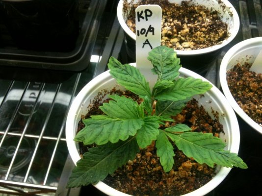 delae-testing-aligees-kushplant-organically-6.jpg