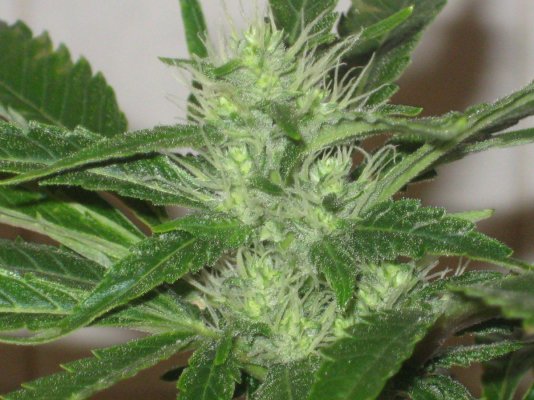 sd2 day35f a.JPG