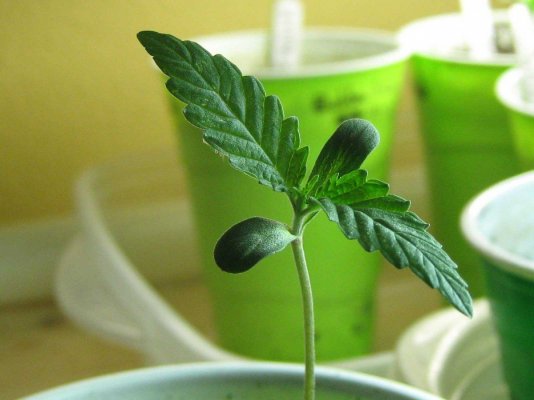 seedling11_18.jpg