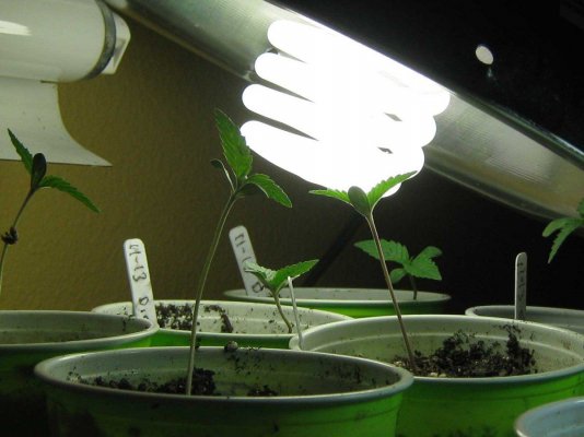 seedlings11_18a.jpg
