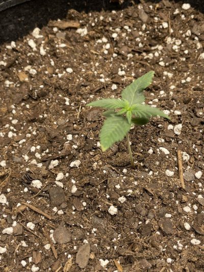 First time grow need advice