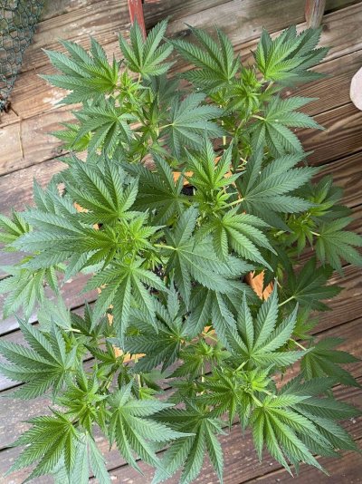 From Friends At The Farm