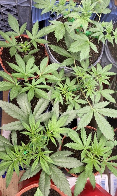 From Friends At The Farm