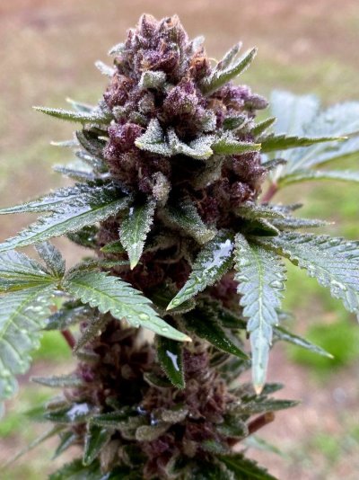 From Friends At The Farm