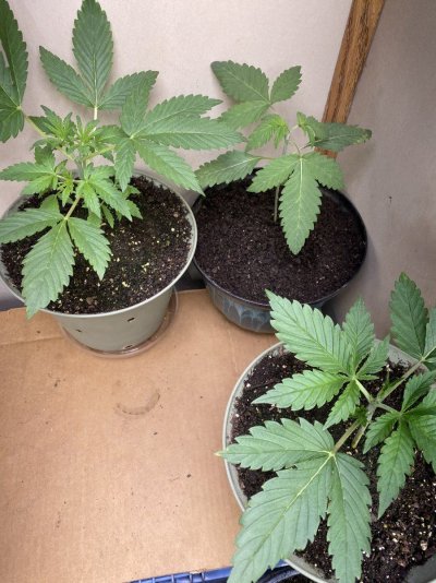 From Friends At The Farm