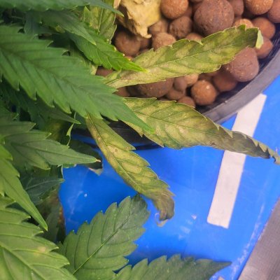 Potassium deficiencies im thinking,anyone else have an idea?