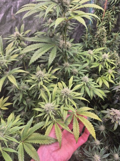 is-this-overwatering-from-autopots-2.jpg
