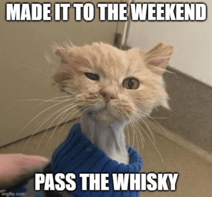 Screenshot 2025-02-15 at 02-18-54 hilarious funny saturday memes - Google Search.png