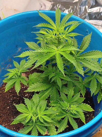 gorilla-cookies-auto-grow-week-7.jpg