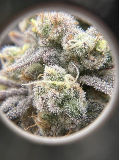 am-i-ready-to-harvest-1st-time-growing-2.jpeg