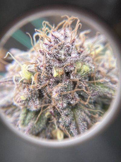 am-i-ready-to-harvest-1st-time-growing-7.jpeg