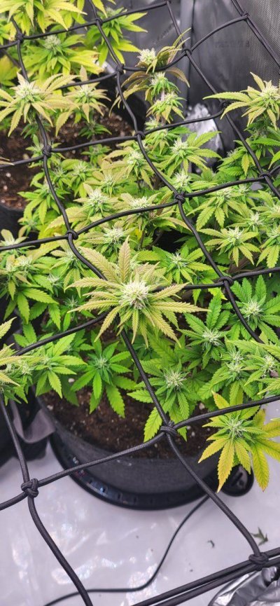 Leaves turning purple week 3 of flower