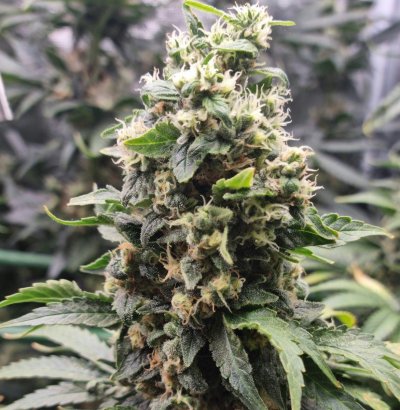 Should i harvest or not? White Russian Serious Seeds