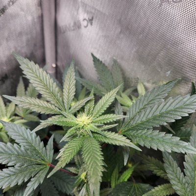 Tumble stumbles upon a Spider Farmer clip on fan.. Growing Blue Cheese, North Thunderfuck, Cali Blues, and Bruce Banner #2