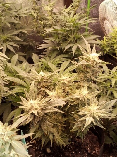 Nitrogen deficiency?