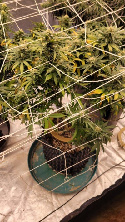 Leaves keep rusting, need help