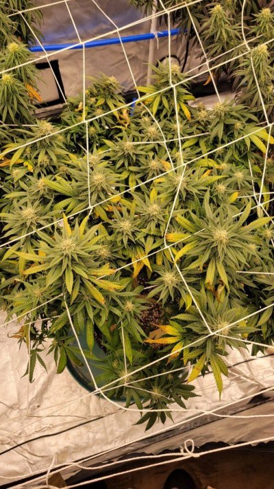 Leaves keep rusting, need help