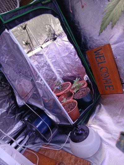 Grow diary mission impossible (low to medium budget lol)