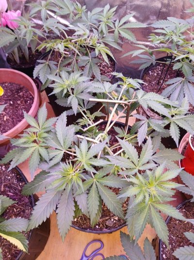 Grow diary mission impossible (low to medium budget lol)