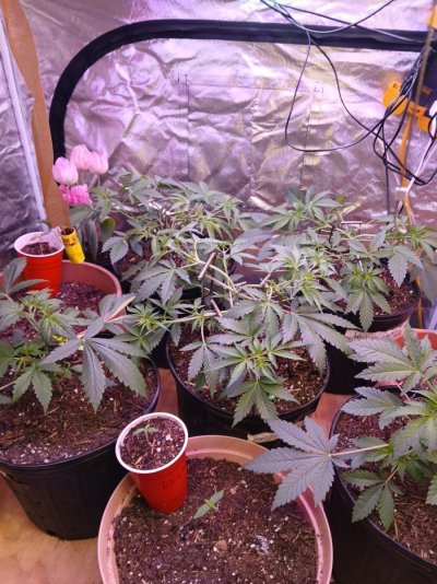 Grow diary mission impossible (low to medium budget lol)