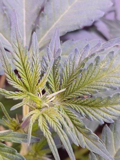 Grow diary mission impossible (low to medium budget lol)
