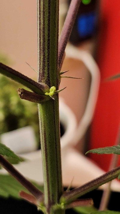 HELP! Male,  female,  or Hermès?