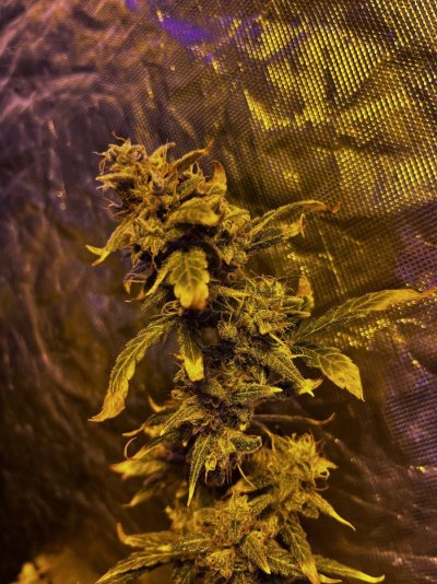 Should I harvest this auto yet?!?!