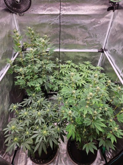 Smokeshow's 2nd grow attempt/grow journal