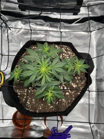 first-time-grow-and-im-worried-2.jpeg