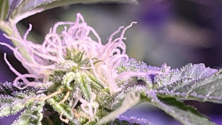 thoughts-on-her-flower-development-2.jpeg