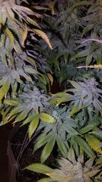 IMG_20250224_153248.jpg