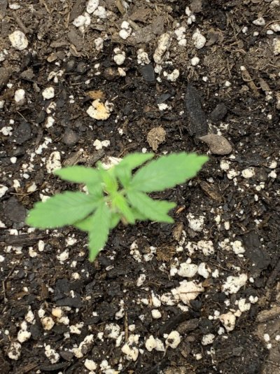 Messed up on new seedlings
